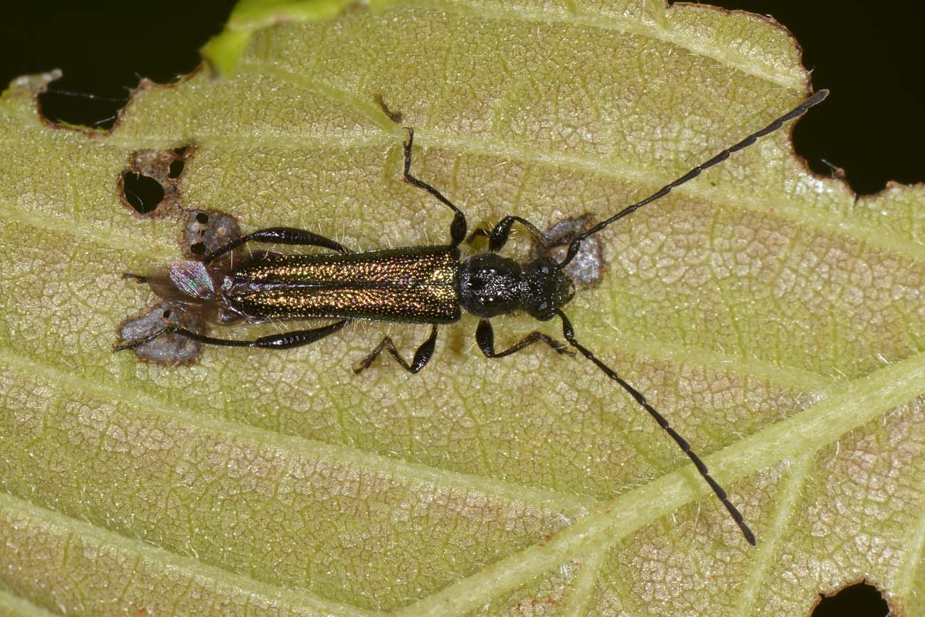 Quale Cerambycidae?  Callimus abdominalis, maschio